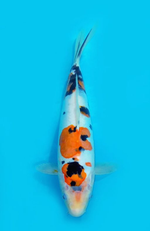 KINDAI DOITSU F1 SHINODA UNCHEK 28cm