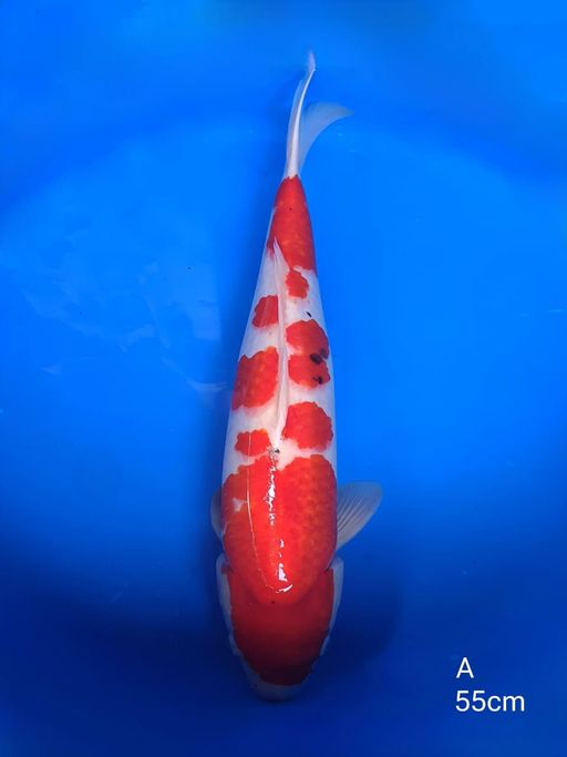 KOHAKU SANKE MERAH STRONG SIRIP KECIL SEBELAHGERAK DAN RENANG NORMAL 55cm