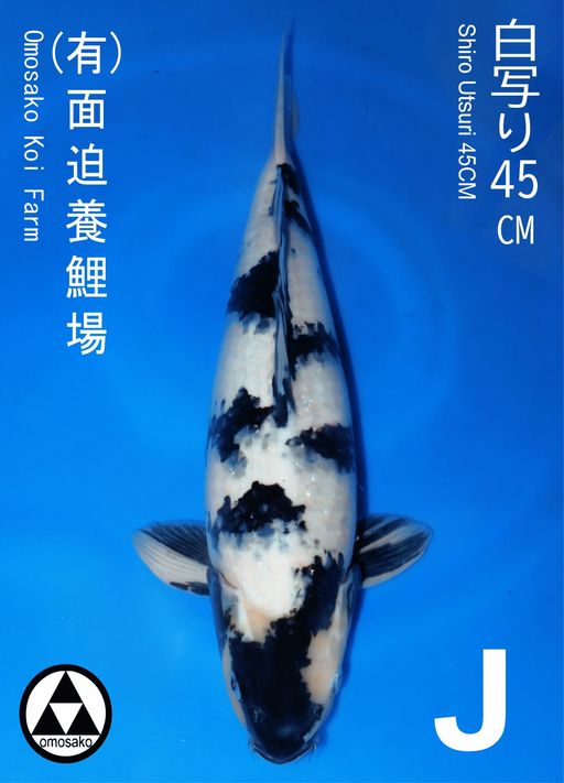 SHIRO OMOSAKO 45cm