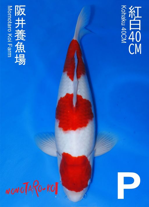 KOHAKU MOMOTARO 40cm