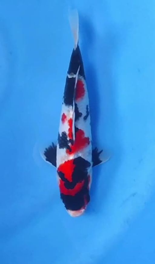 SUPERB KINDAY SHOWA BHAN SHOW QUALITY MALE 27cm