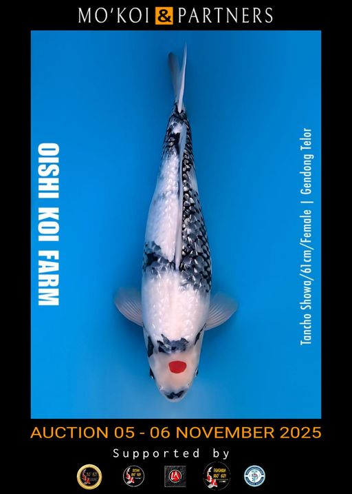 OISHI TANCHO SHOWA 61cm