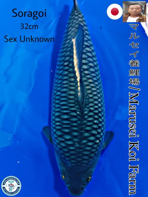 SUPER SHOW QUALITY SORAGOI IMPORT FROM MARUSEI KOI FARM 32cm