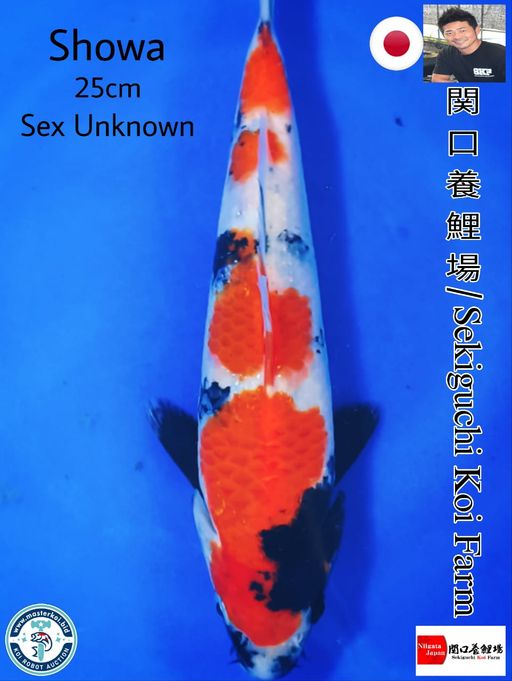 SUPERB QUALITY SHOWA IMPORT FROM SEKIGUCHI KOI FARM 25cm