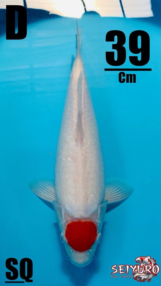 SQ TANCO KOHAKU PUTIH BERSIHBULAT HALUS MERAH BOSKU LOKAL BREED TOP BOSKU39cm