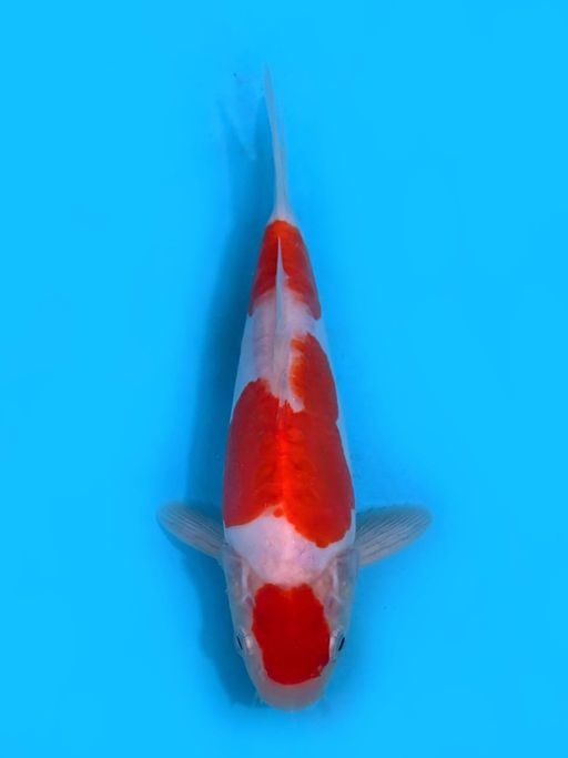 KOHAKU DOITSU F1 SHINODA MALE 24cm