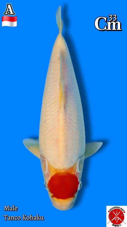 TANCO KOHAKU 33cm