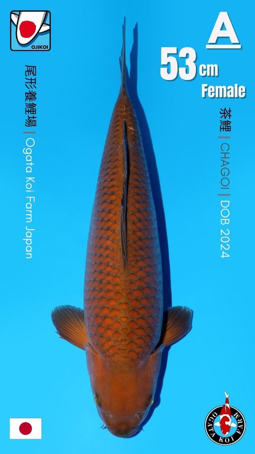 CHAGOI BREED BY OGATA KOI FARM JAPAN IMPORT BERSERTIFIKAT BREEDER DOB 2024 SIZE 53cm