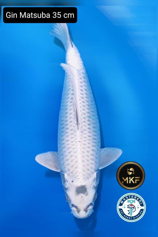 GIN MATSUBA 35cm