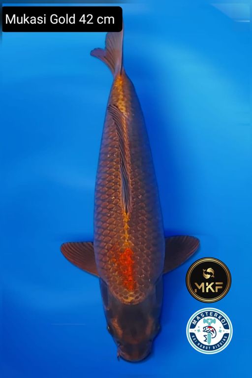 GOLD MUKASI 42cm