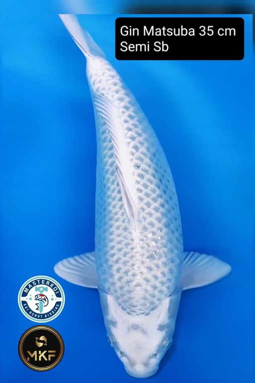 GIN MATSUBA SEMI SB 35cm