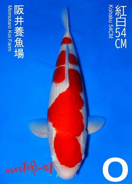 KOHAKU MOMOTARO 54cm