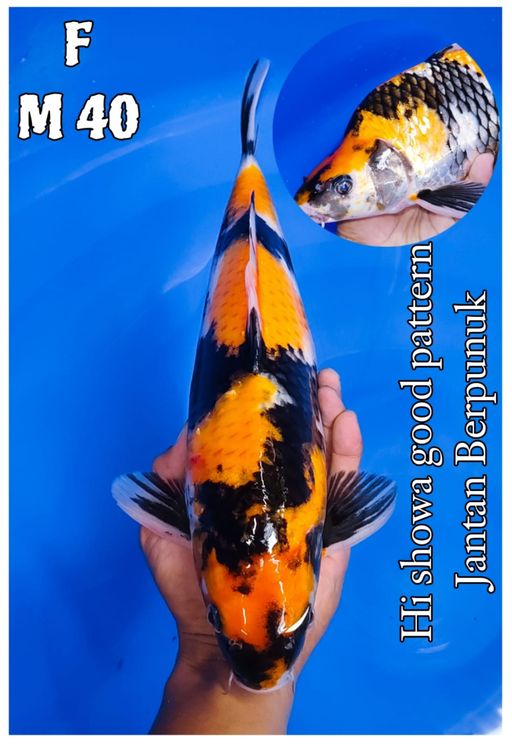 HISHOWA GOOD PATTERN 40cm