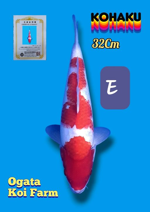 KOHAKU HIGH QUALITY IMPORT BERSERTIFIKAT OGATA KOI FARM 32cm
