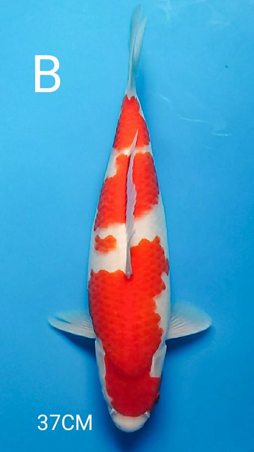 QUALITY KOHAKU 37cm