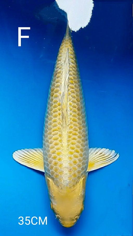 QUALITY OGON BY AKF 35cm