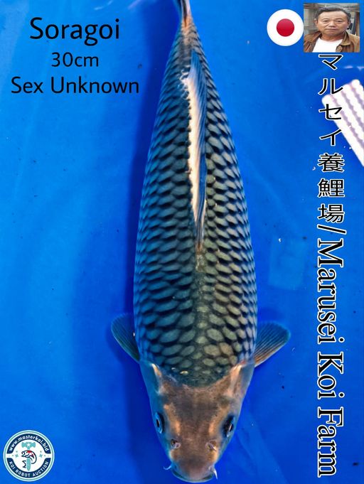 SUPERB HIGH QUALITY SORAGOI IMPORT FROM MARUSEI KOI FARM 30cm