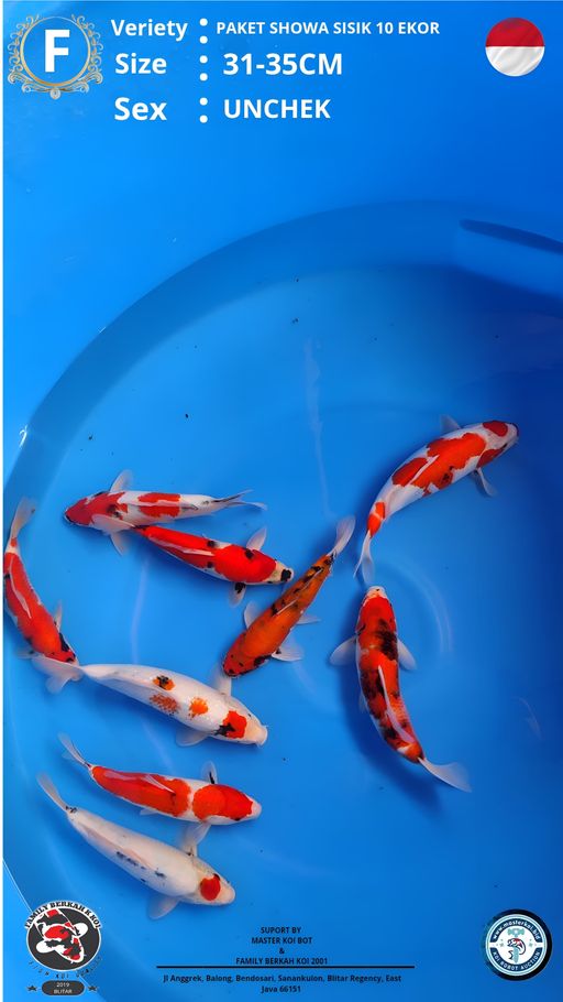 PAKET SHOWA 9 EKOR 31 35cm