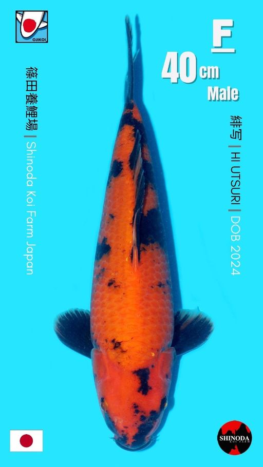 HI UTSURI BREED BY SHINODA KOI FARM JAPAN IMPORT BERSERTIFIKAT BREEDER DOB2024 SIZE 40cm
