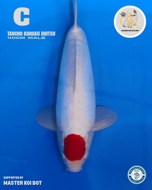 TANCHO KOHAKU DOITSU 40cm