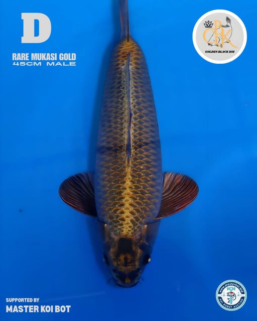 MUKASI GOLD 45cm