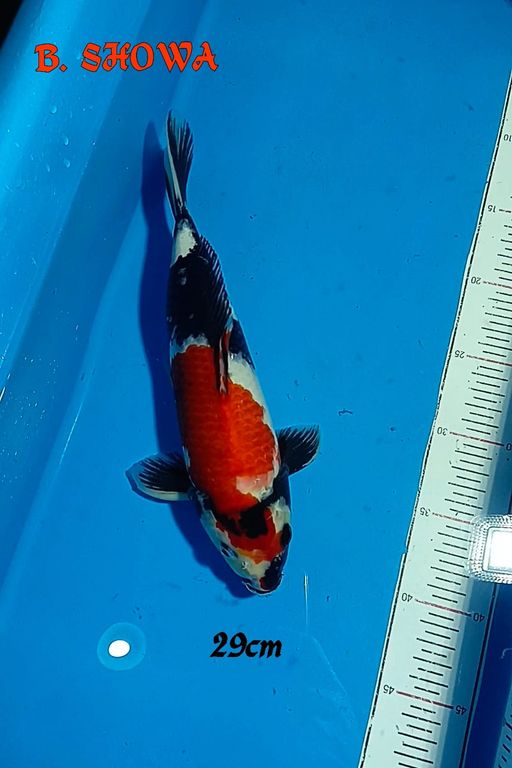 SHOWA 29cm