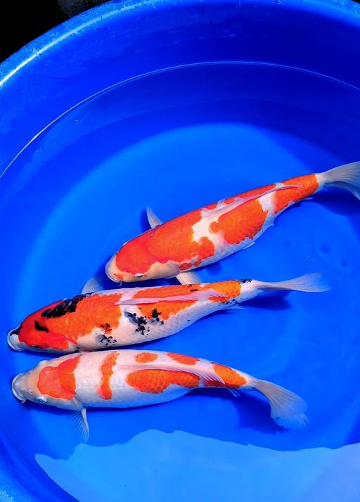 MIX SHOWA KOHAKU POLA BAGUS 37 SD 43cm