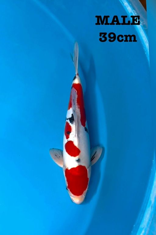 MARUTEN SANKE DOITSU MURNI 39cm