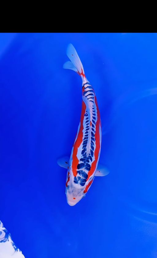 HANA SHUSUI F1 KONISHI HANA STRONG RING RAPI BAHAN KEEP 36cm