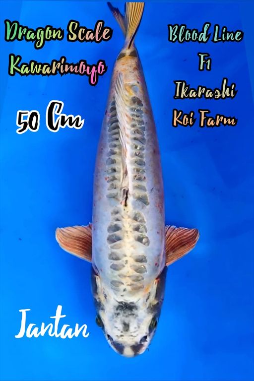 DRAGON SCALE KAWARIMOYO BLOODLINE IKARASHI KOI FARM MALE 50cm