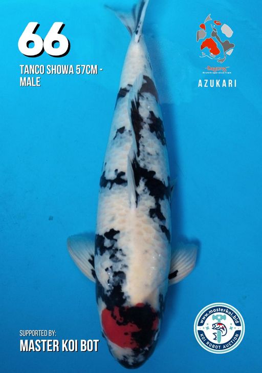 TANCO SHOWA 57cm