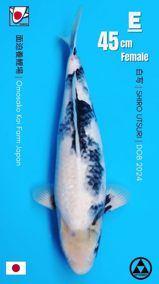 SHIRO UTSURI BREED BY OMOSAKO KOI FARM JAPAN IMPORT BERSERTIFIKAT BREEDER DOB 2024 SIZE 45cm
