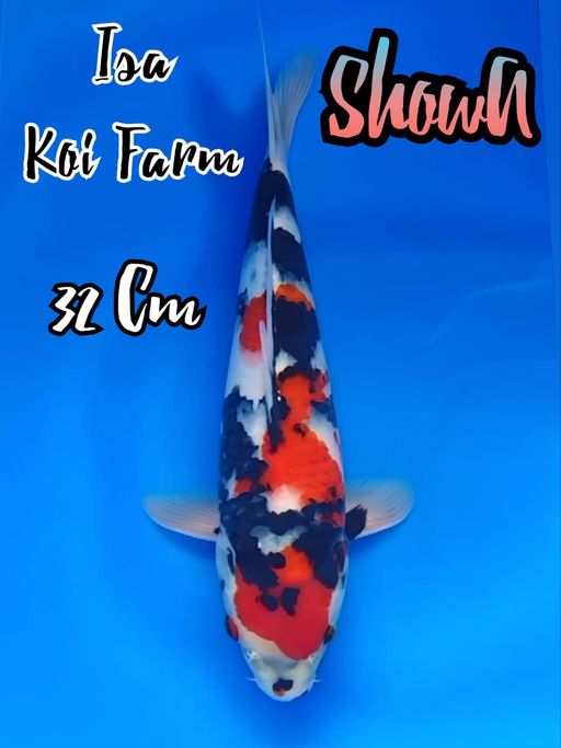 TATEGOI SHOWA ISA IMPORT BERSERTIFIKAT 32cm