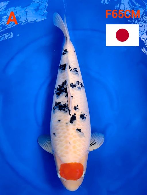 TANCHO SANKE IMPORT MARUDO KOI FARM GOOD QUALITY SERTIFIKAT HILANG EX PENGHOBY FIMALE 65cm