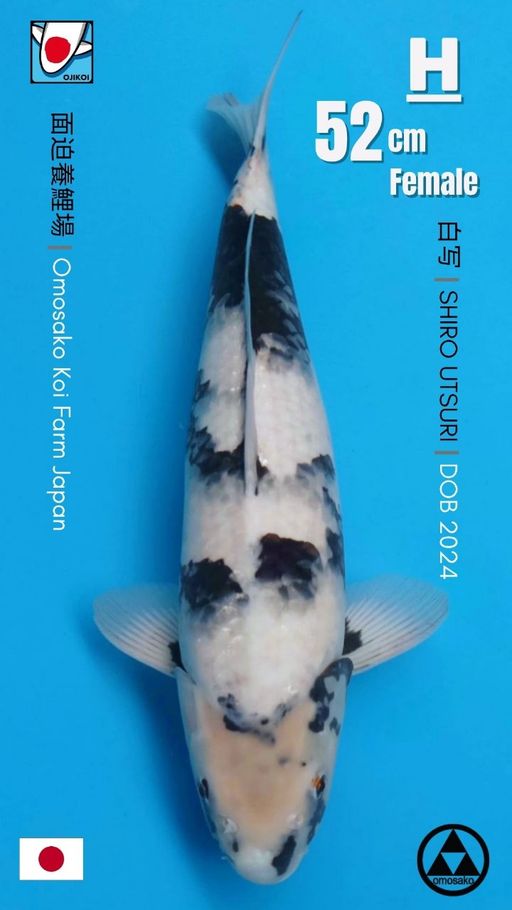 SHIRO UTSURI BREED BY OMOSAKO KOI FARM JAPAN IMPORT BERSERTIFIKAT BREEDER DOB 2024 SIZE52cm