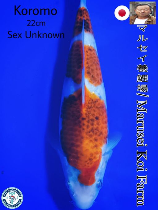 SUPERB SHOW QUALITY KOROMO IMPORT FROM MARUSEI KOI FARM 22cm