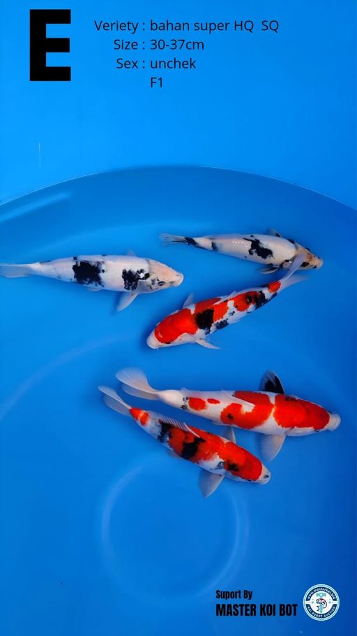 PAKET 5EKOR SUPER HQ 3037cm