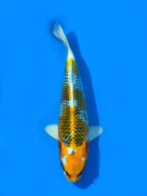 KUJAKU SEPECIAL F1 MARUSEI UNCHEK 23cm