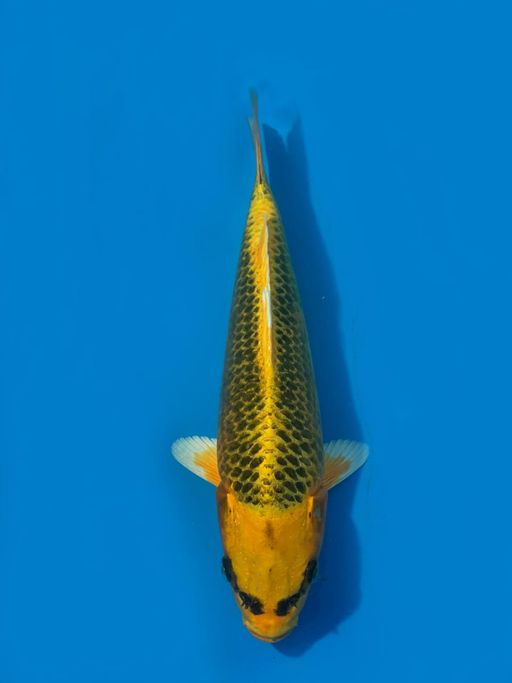 GIN MATSUBA SEPECIAL F1 MARUSEI UNCHEK 25cm