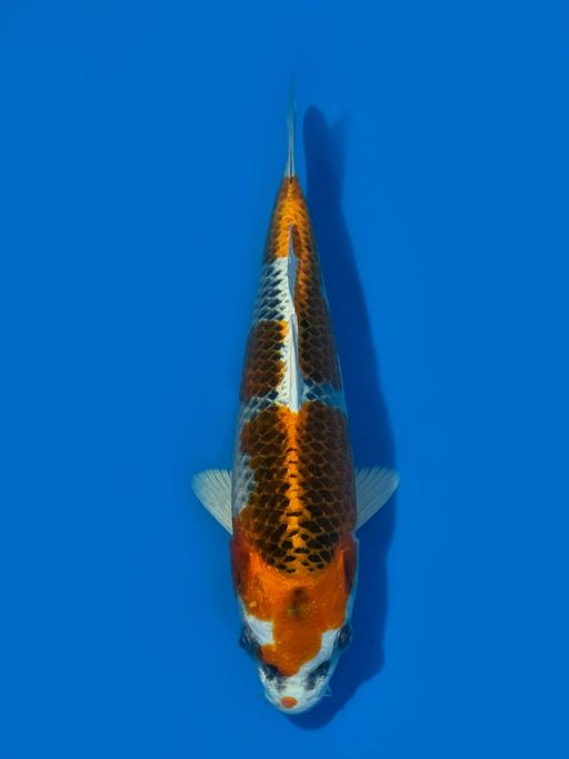 KUJAKU SEPECIAL F1 MARUSEI UNCHEK 25cm