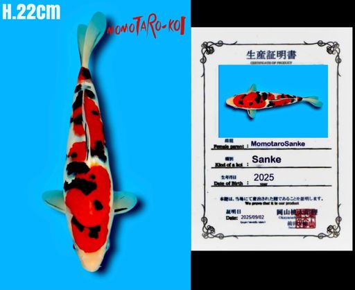 SUPERB QUALITY SANDAN SANKE IMPORT MOMOTARO KOI FARM JEPANGBAHAN KEEPBUAT SHOW BENNI STRONG 3STEP GOOD SKIN HALUS CALONBULKY KEPALA LEBAR 22cm
