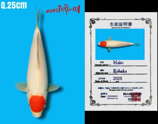 SUPERB QUALITY TANCHO KOHAKU IMPORT MOMOTARO KOI FARM JEPANG SHIROJI HALUS SHINNING BODYBULKY TANCHO SIMETRISBULAT 25cm