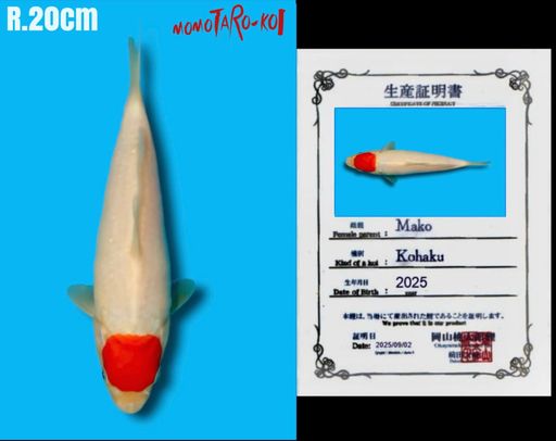 SUPERB QUALITY TANCHO KOHAKU IMPORT MOMOTARO KOI FARM JEPANG SHIROJI HALUS SHINNING BODYBULKY TANCHO SIMETRISBULAT 20cm