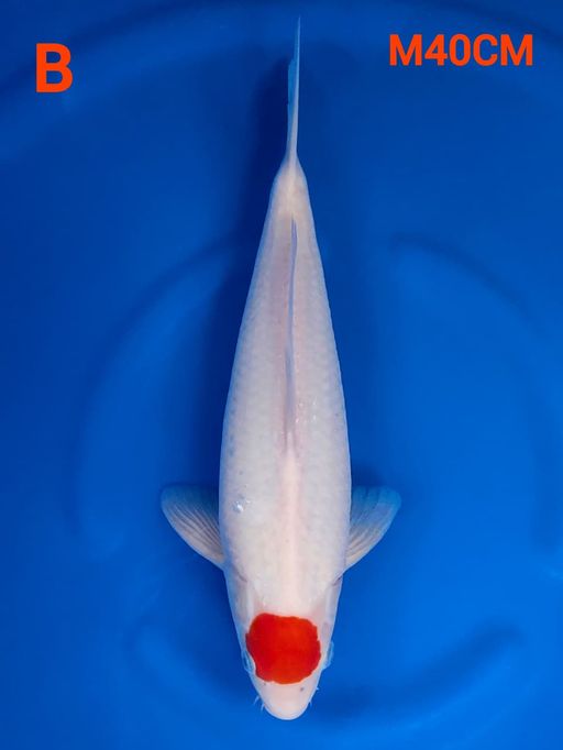 TC KOHAKU SISIK EX PENGHOBY MALE 40cm