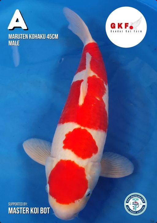 MARUTEN KOHAKU 45cm