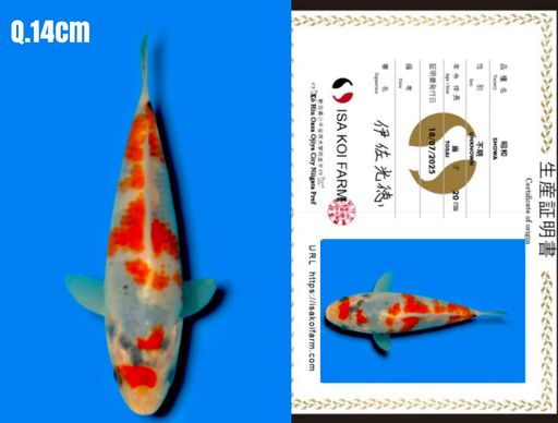VHQ SUPER SHOWA IMPORT ISA KOI FARM JEPANG SUPER TATEGOI SHUMI GOOD PATTERN BENNI FRESH TOSAI 14cm