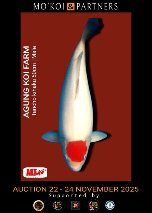 AKF TC KOHAKU 50cm