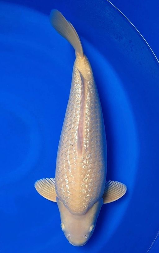 KARASI GINDRINBULKY PUNUK IKAN LEBAR TULANG TEBAL 46cm