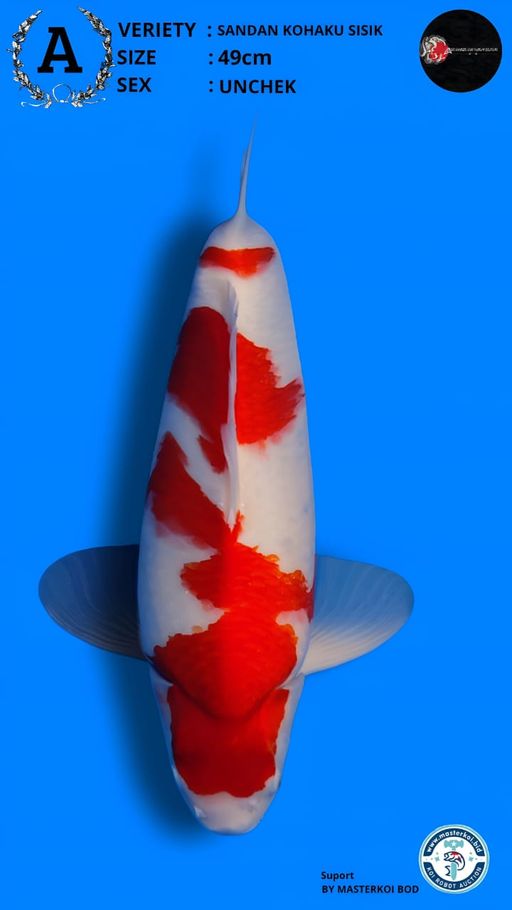 SANDAN KOHAKU SISIK 49cm