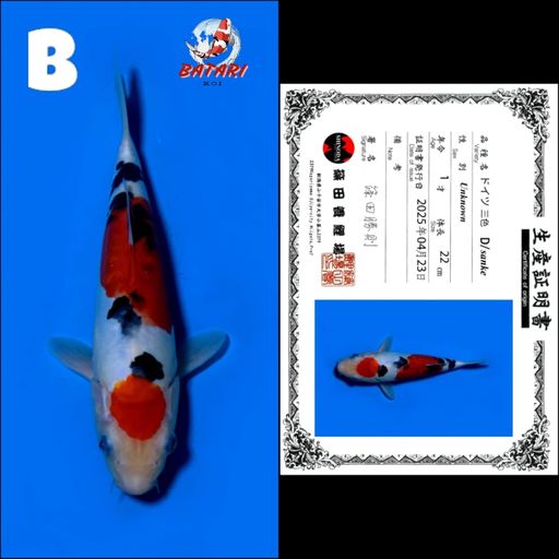 DOITSU SANKE SHINODA 22cm